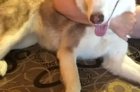 Найденные животные Калининград, фото: Собака найдена в Калининграде