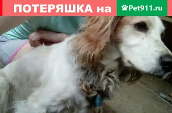 Собака найдена возле кафе Легенда на трассе Пермь-Екатеринбург