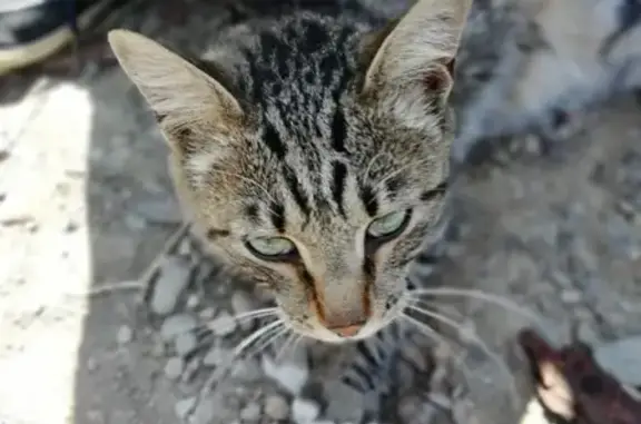 Найден домашний кот на ул. Ширямова, 54 в Иркутске