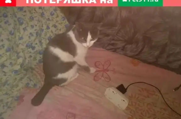 Пропал кот Кузя в Лысьве, Орджоникидзе 37