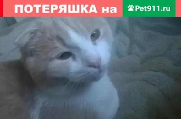 Пропал кот в Ульяновске, район Современника до Инзенской