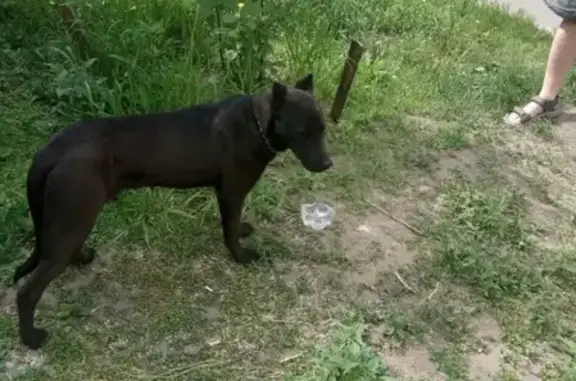 Потерянная собака в Красноярске, отзовись хозяин!