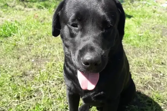Собаки потеряшки, Тверь, фото: Потеряшка собака в Твери, порода лабрадор, зовут Лорд.