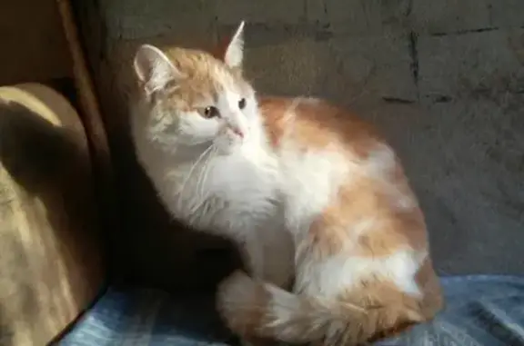 Найдена кошка в СПб, Приморский район, возле дома 79 по Планерной ул.