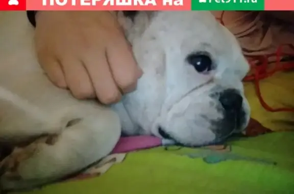Пропала собака Панч в Иркутской области
