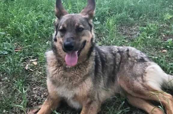 Пропала собака на Годовикова в Казани