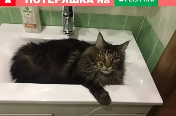 Кошки потеряшки, Курган, фото: Потеряшка кот породы Мейн кун в Рябково, нуждается в лечении и специальном питании.