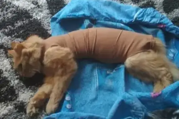 Объявления о пропавших и найденных животных, Киров, фото: Пропала рыжая кошка на ул. Коминтерн Икры, Киров