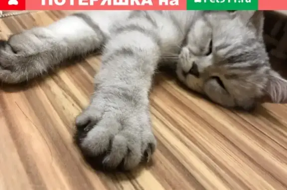 Найдена породистая кошка на бульваре Архитекторов, 9, Ульяновск