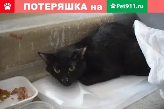 Найдена кошка на Екатерининской, 52