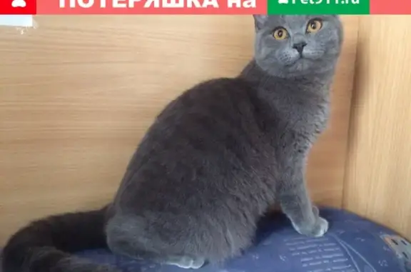 Пропала кошка на улице Ушакова