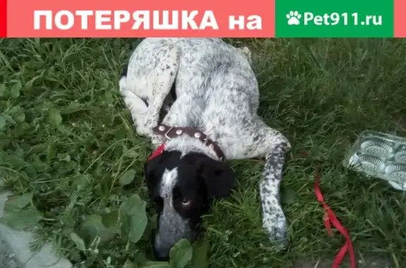 Найден пёс на Карла Маркса 80А в Вологде