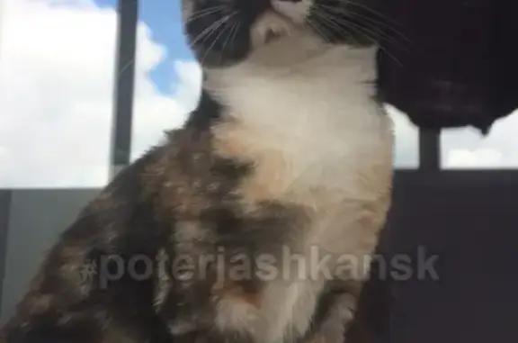 Найден котёнок в Первомайском районе ищем хозяев
