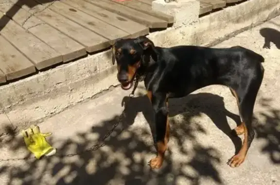Найден щенок добермана в селе Медвежье