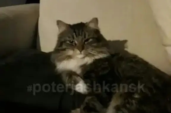 Пропала кошка в с. Раздольное, Новосибирская область