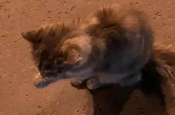 Найдена кошка на Октябрьском возле магнита #найденакошка