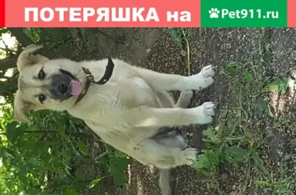 Собака найдена в Зеленограде, 3м Мкр.