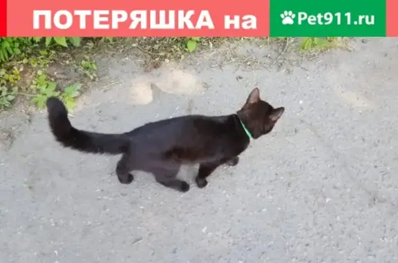 Найден ручной котенок в д. Большое Коновалово, Ленобласть