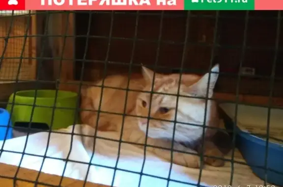 Найдена кошка на ул. Кирова