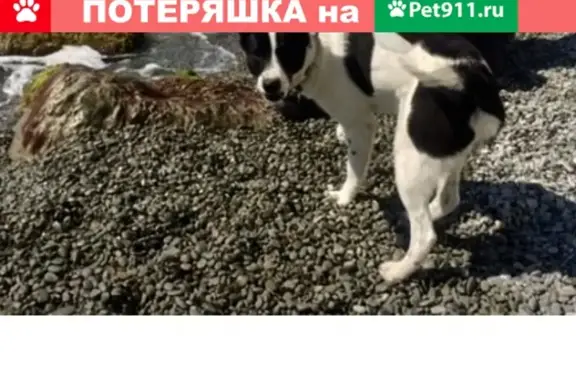 Пропала собака в Васильевке, Ялта