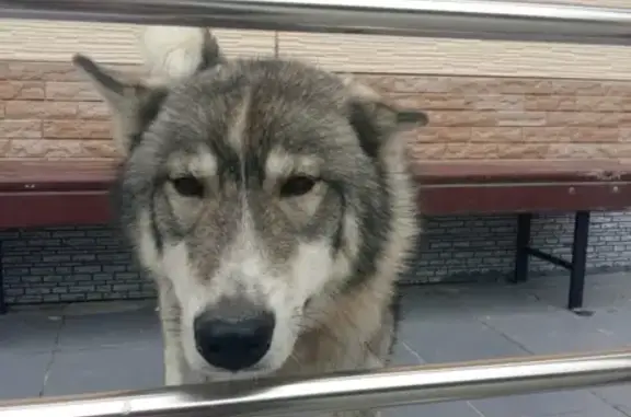 Найдена бездомная собака в Южно-Сахалинске