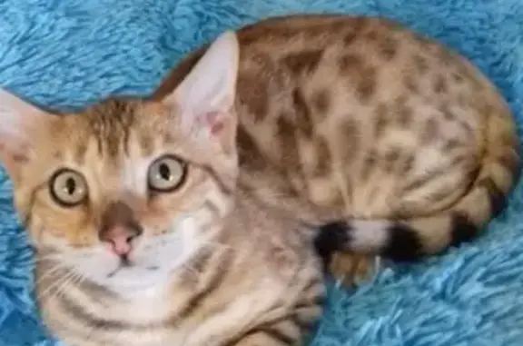 Кошки потеряшки, СНТ Яблонька, фото: Потеряшка кошка #Калуга, район Северного СНТ Яблонька