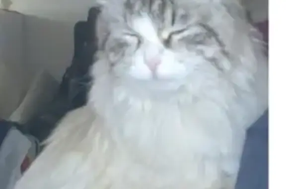 Кошки потеряшки, деревня Повадино, фото: Потеряшка кот в Повадино, Домодедово - вознаграждение!