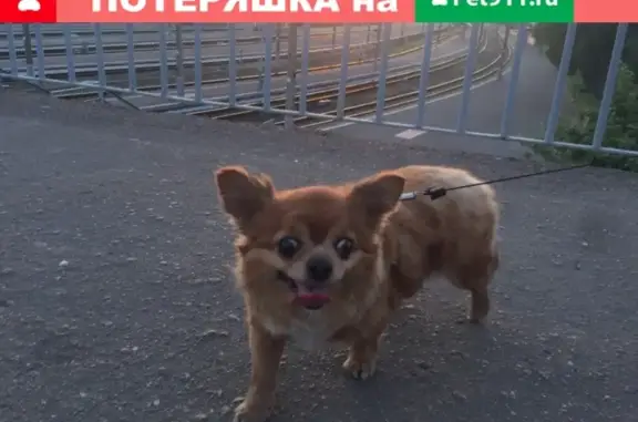 Пропала собака Моня возле 25 школы в Брянске