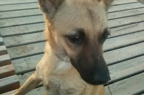 Пропала собака Дерби в Нижнекамске!