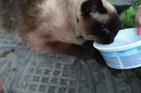 Найден кот на Муринском ручье в СПб