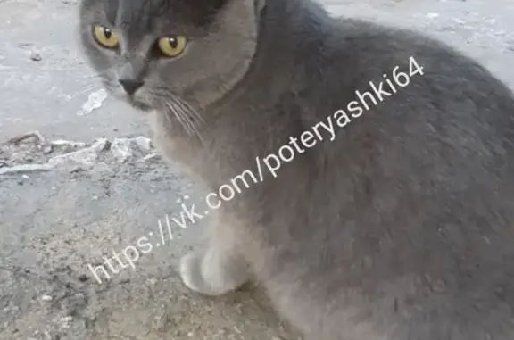 Найдена кошка на улице Навашина 5