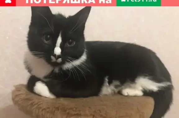 Пропала кошка на ул. Орликовой, 33 в Мурманске!