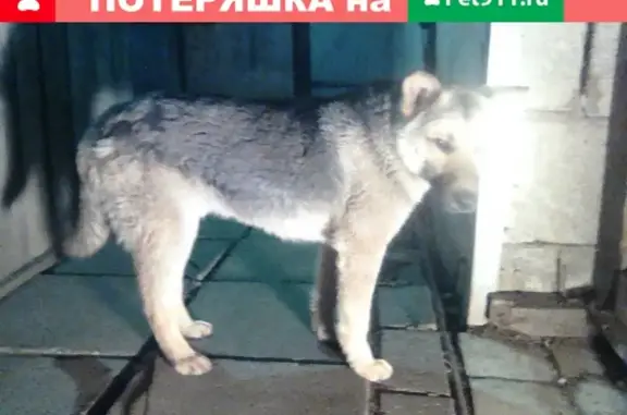 Собака найдена в Восточном посёлке, Ижевск.