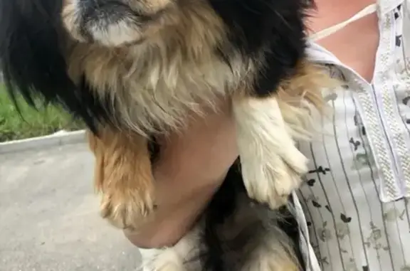 Собака Пекинес найдена на трассе Лермонтов.
