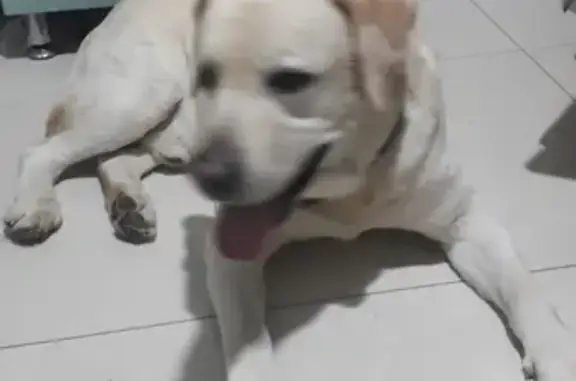 Собака Палевый Лабрадор найдена в Сочи на Тоннельной улице.