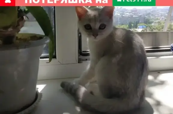 Пропала кошка Милка в Волжском районе Саратова
