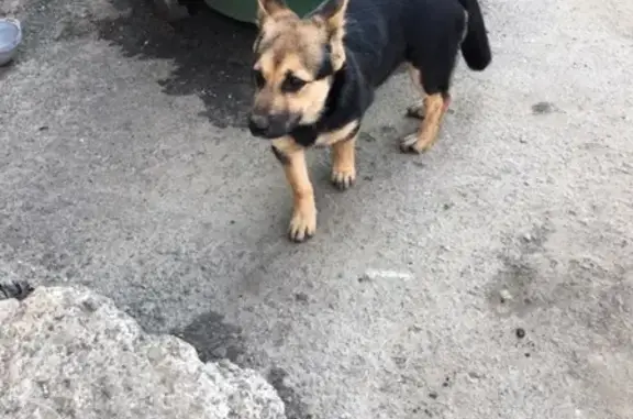 Найдена собака в Мурманске, ищем хозяина!