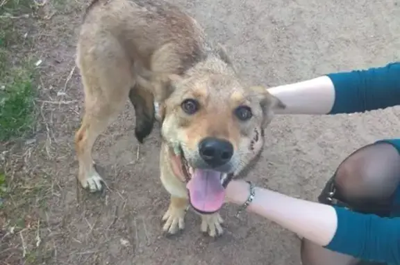 Найдена собака на Новоизмайловском проспекте, СПб