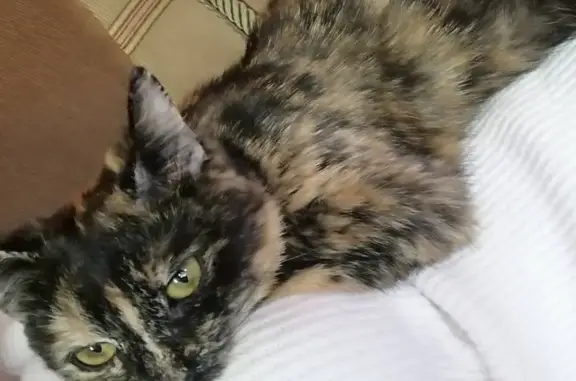 Потерянные животные Новосибирск, фото: Пропала кошка Люська на ул. Промышленной, 5в