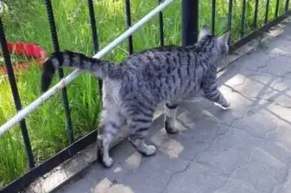 Найдена кошка в районе 1 школы в Ворсме