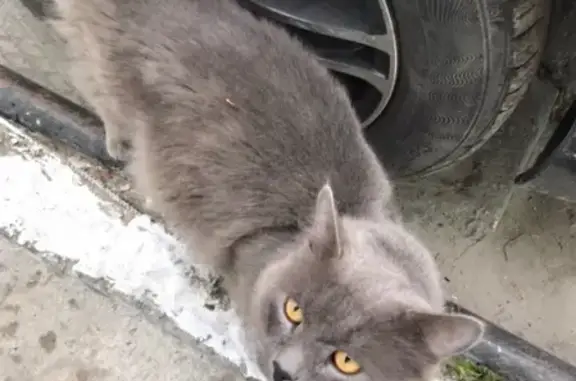 Найден кот на Пролетарском проспекте 2