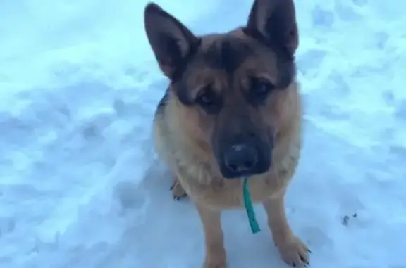 Пропала собака Ральф в Александрове, Владимирская область
