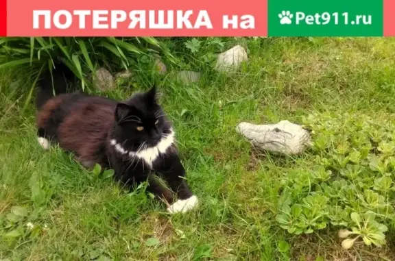 Кошки потеряшки, садоводческое некоммерческое товарищество Дунай, фото: Потеряшка кошка в районе СНТ 