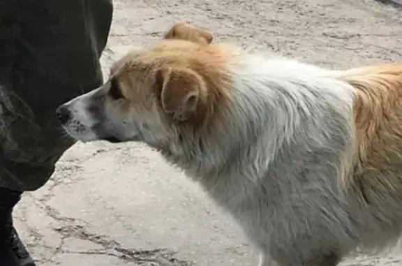 Найдена собака в Чите с ошейником!