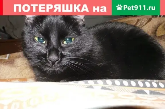 Пропала черная кошка Лиза в Мурманске, ул. Хлобыстова 11
