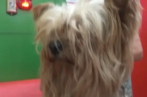 Найдена собака на строительном проезде