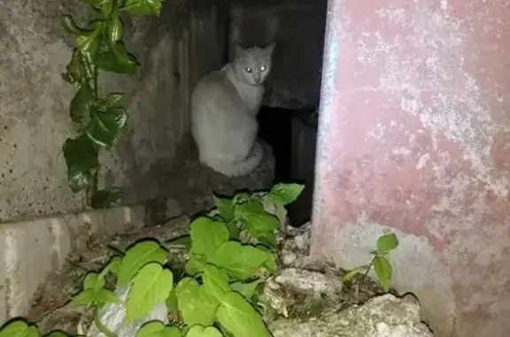 Найден белый кот/кошка на ул. Фатыха Амирхана, д. 30