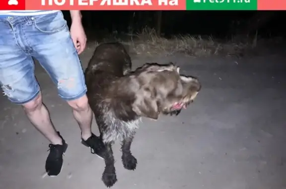 Найдена собака в Тамбове, без ошейника