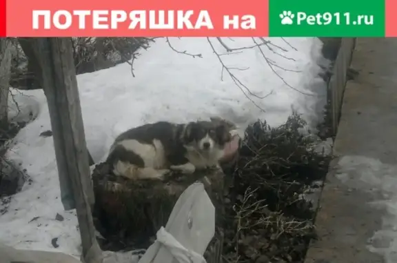 Собаки потеряшки, Липецк, фото: Потеряшка собака в СНТ 
