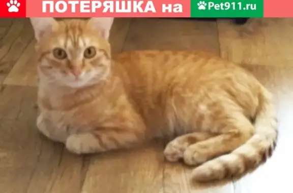 Кошки потеряшки, Ендовище, фото: Потеряшка кошка Марусь в селе Ендовище, Воронежская область